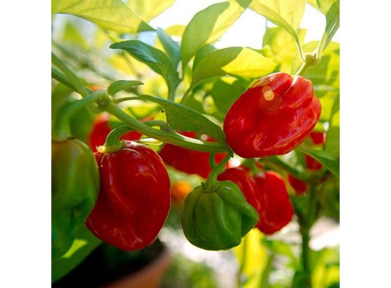 9020 F1 - семена горького перца, 500 сем., ранний, Lark Seeds